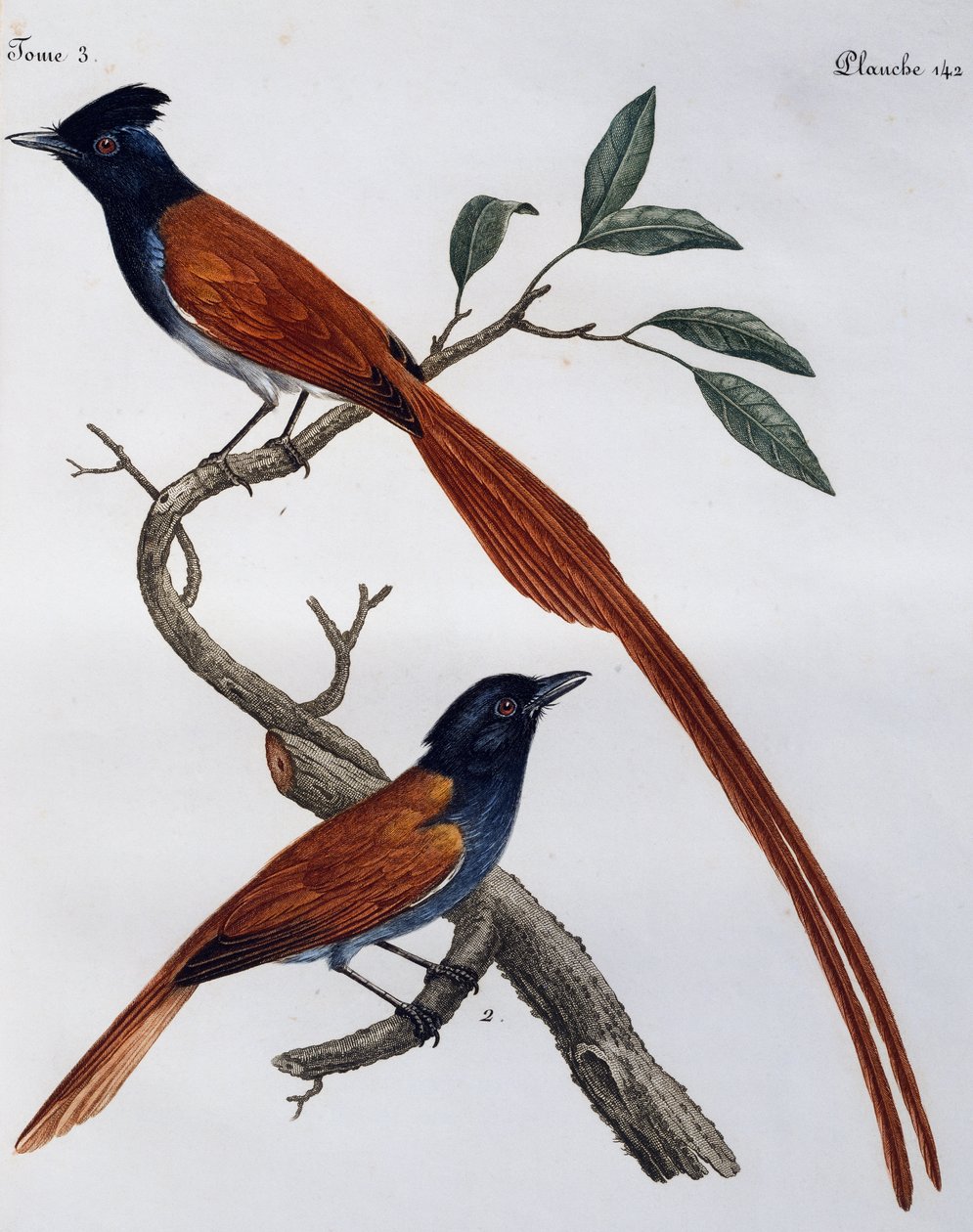 スポッティッド・フライキャッチャー（Muscicapa striata）のオスとメス、『Histoire Naturelle des Oiseaux d
