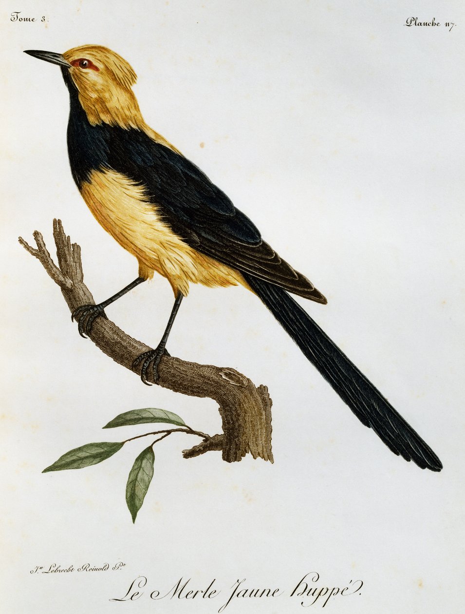 イエロー・スワロウテイル（『Histoire Naturelle des Oiseaux d