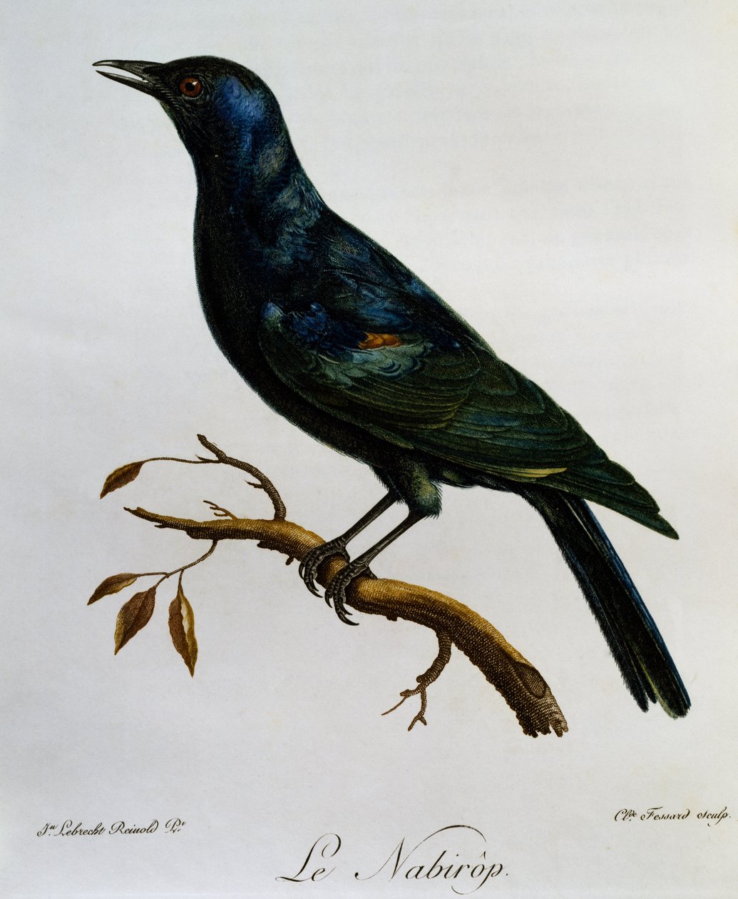 ムクドリ（Onychognathus nabouroup）、『Histoire Naturelle des Oiseaux d