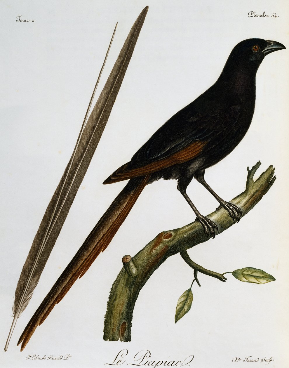 ピアピア（Ptilostomus afer）、『Histoire Naturelle des Oiseaux d