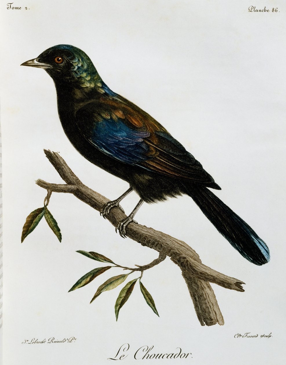 プリンシペ・グロッシースターリング（Lamprotornis ornatus）、『Histoire Naturelle des Oiseaux d