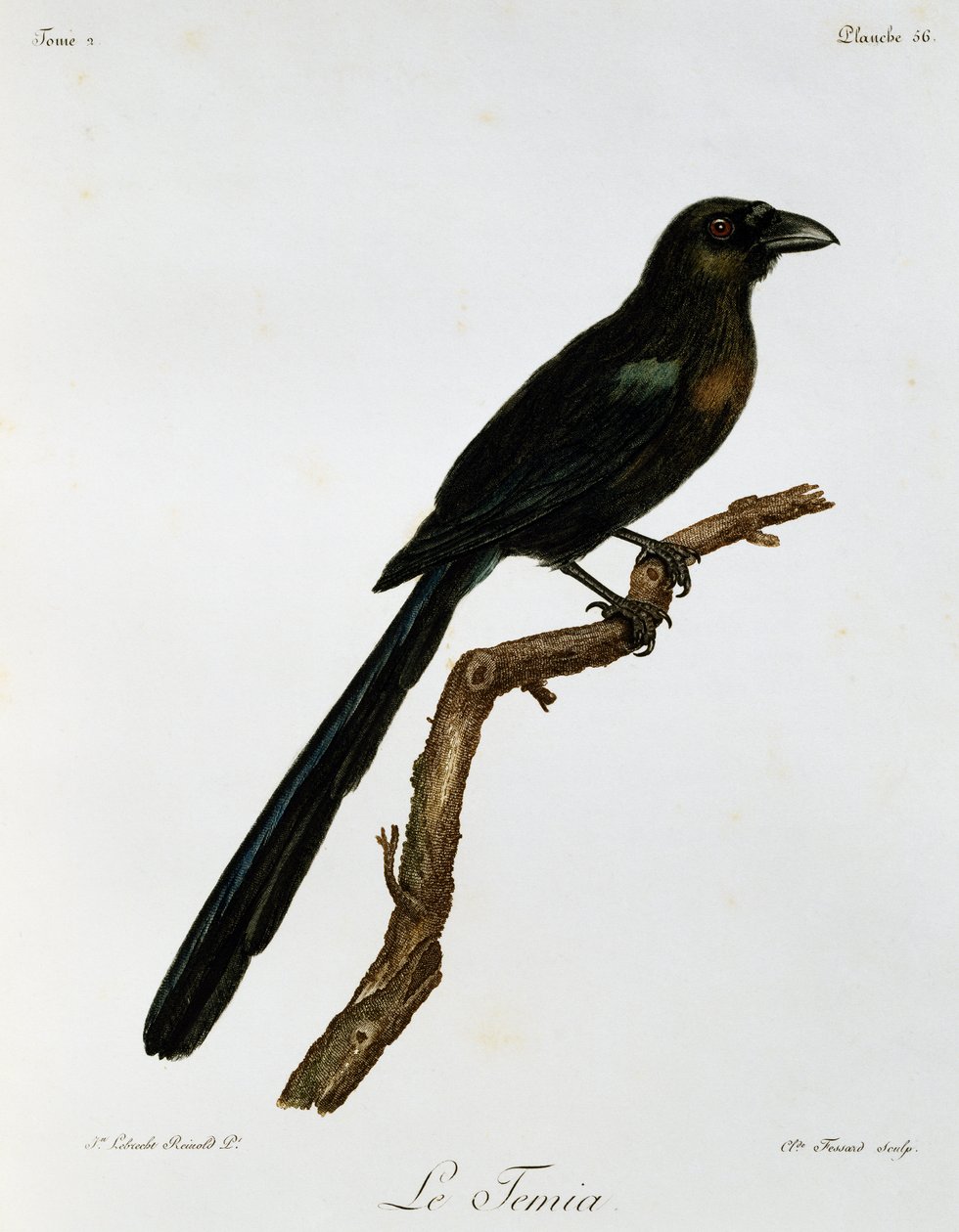 ラケットテール・ツリーピー（Crypsirina temia）、「Histoire Naturelle des Oiseaux d