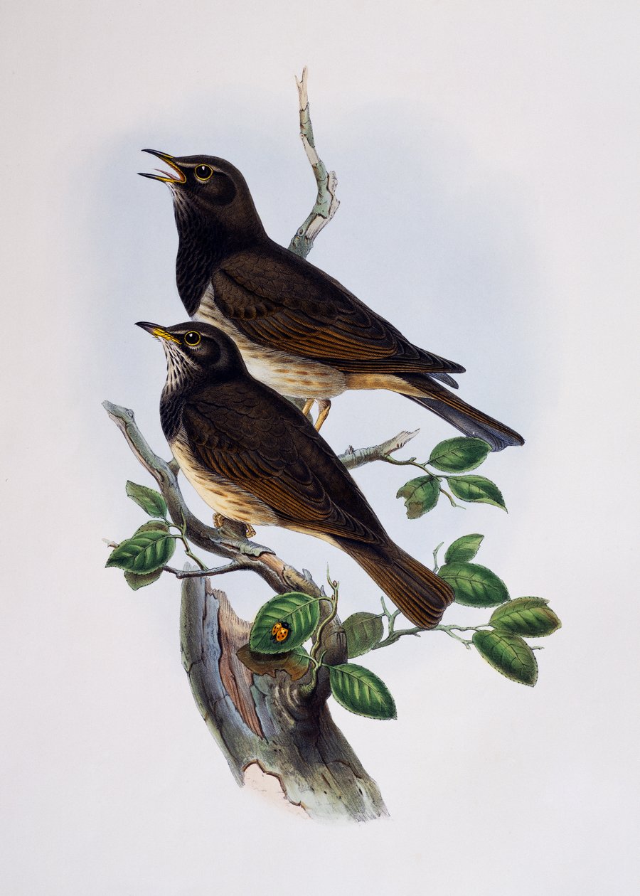 レッドショルダー・グロッシースターリング（Lamprotornis nitens）、『Histoire Naturelle des Oiseaux d
