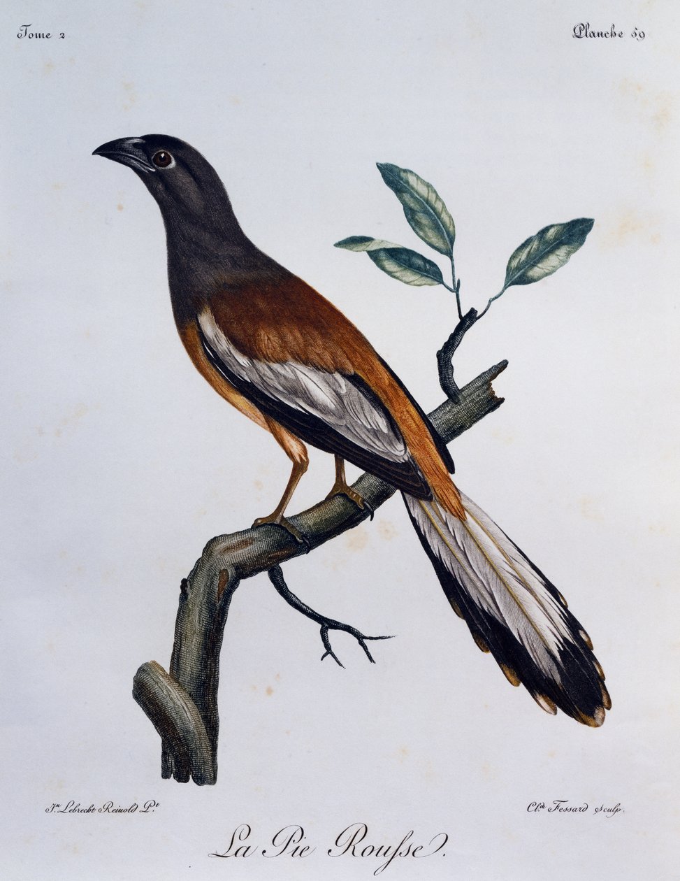 ルファス・トゥリーピー（Dendrocitta vagabunda）、『Histoire Naturelle des Oiseaux d