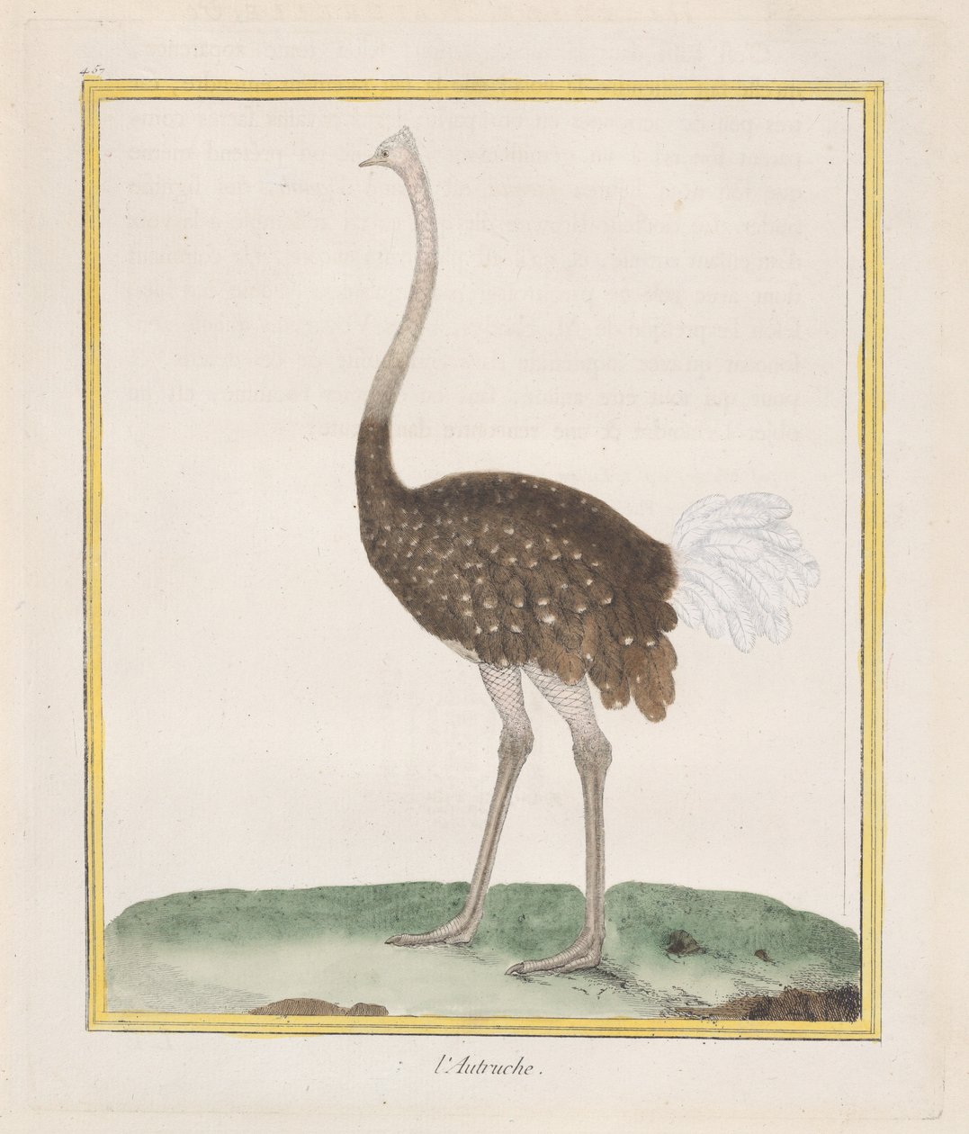 ダチョウ ダチョウ、1770-86。 作： フランソワ・ニコラ・マルティネ