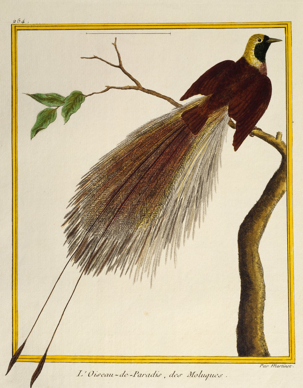 大極楽鳥（Paradisaea apoda）、Histoire naturelle des oiseauxより 作： フランソワ・ニコラ・マルティネ