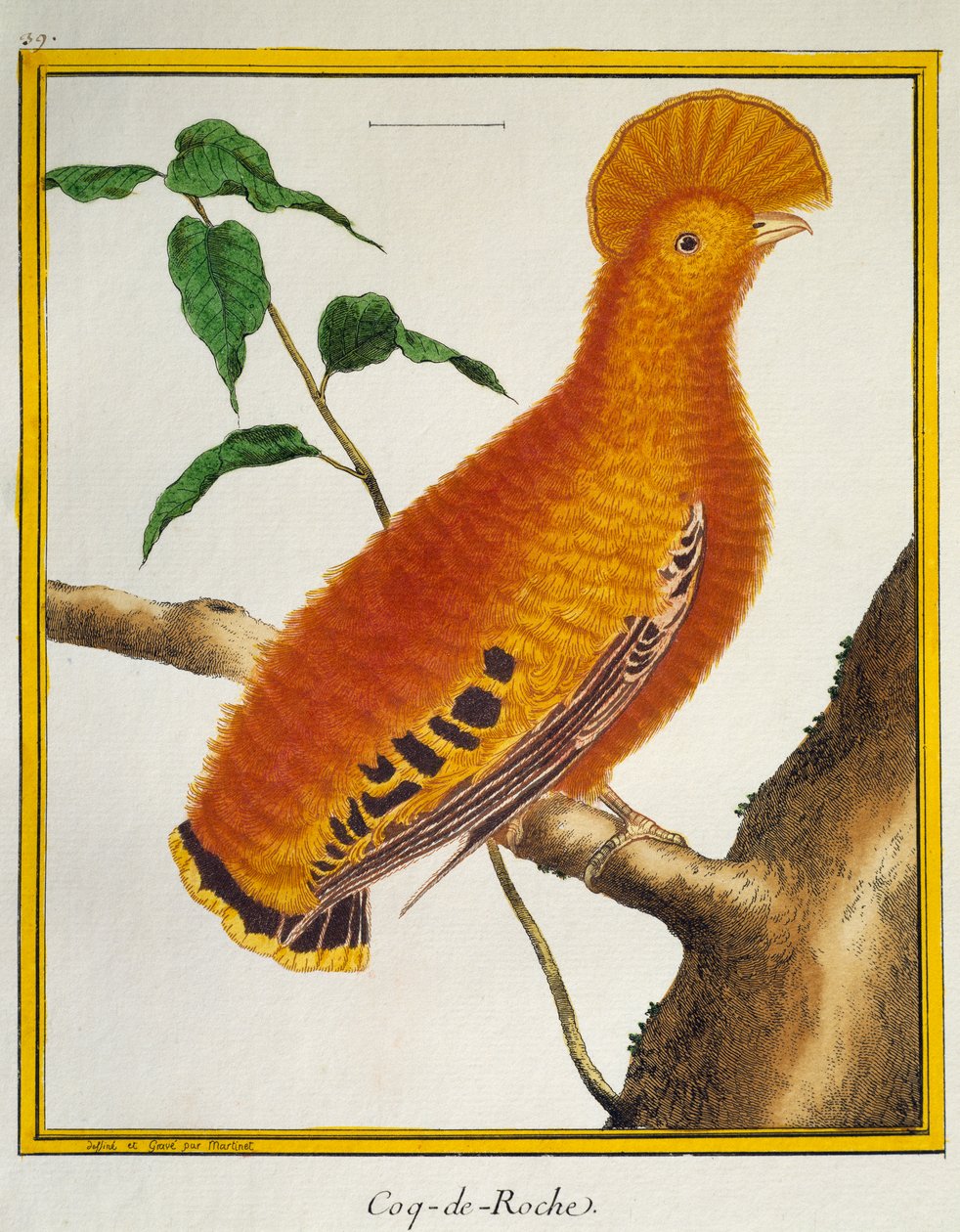 ギアナン・コック・オブ・ザ・ロック（Rupicola rupicola）、Histoire naturelle des oiseauxより 作： フランソワ・ニコラ・マルティネ