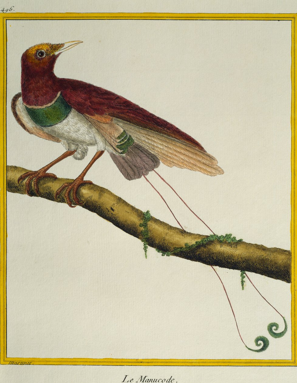 楽園の王様（Cicinnurus regius）、Histoire naturelle des oiseauxより 作： フランソワ・ニコラ・マルティネ