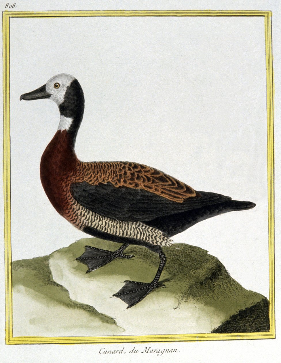 サイエンス。動物学です。Eurasion Wigeon。フランソワ・ニコラ・マルティネによる「Histoire naturelle des oiseaux, by Georges Louis Leclerc de Buffon, France, c.1777 (colour engraving)」の中の版画。 作： フランソワ・ニコラ・マルティネ