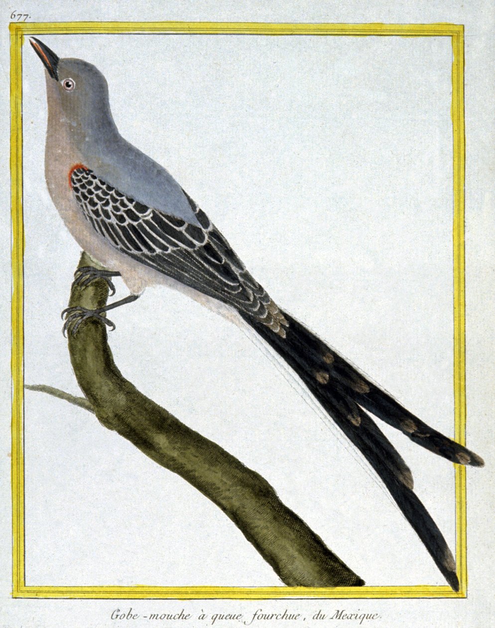 サイエンス動物学。メキシコのヒタキ。フランソワ・ニコラ・マルティネの版画。Histoire naturelle des oiseaux, Georges Louis Leclerc de Buffon, France, c.1777 (colour engraving) 作： フランソワ・ニコラ・マルティネ