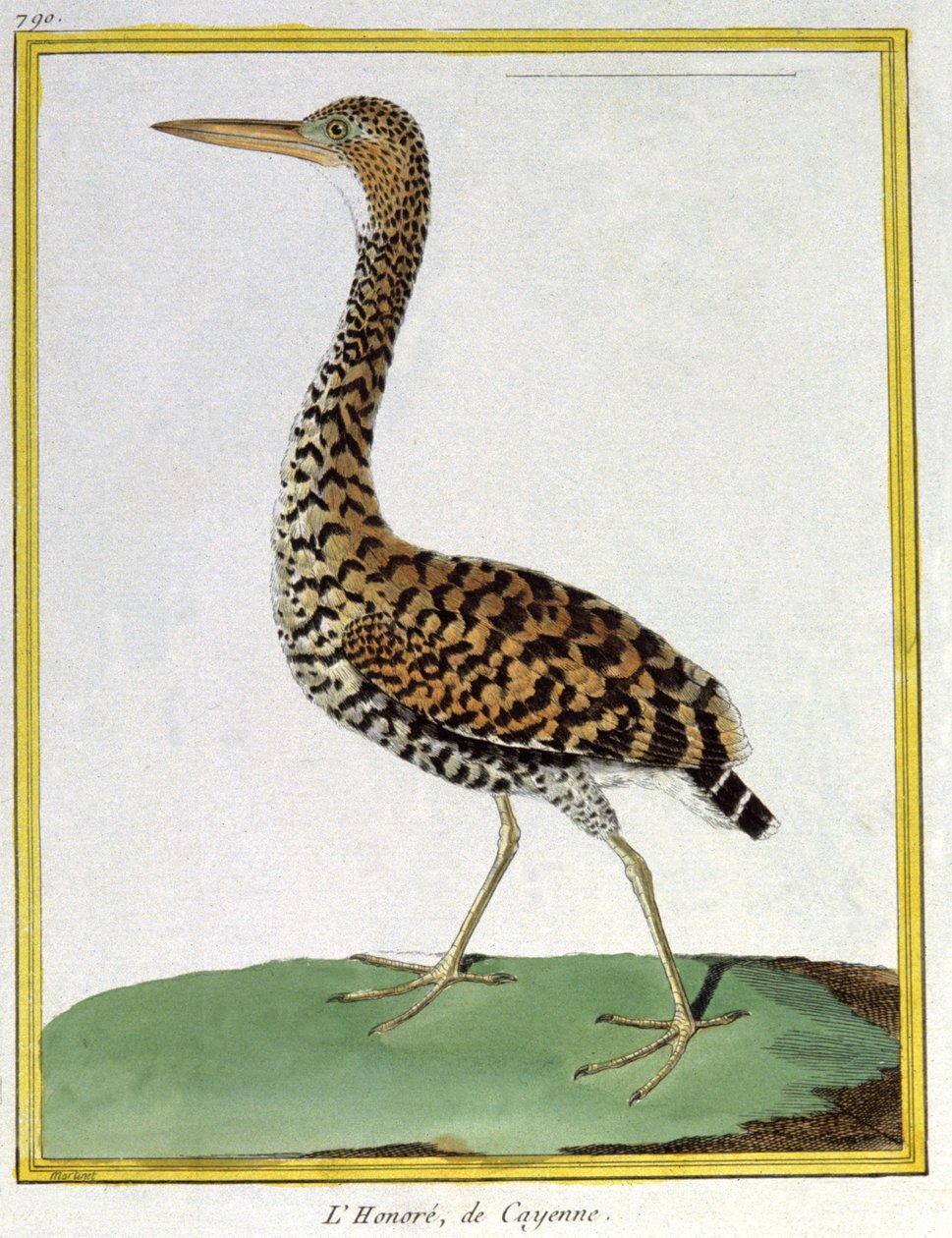 サイエンス動物学。カイエンヌ（仏領ギアナ）のサギ。フランソワ・ニコラ・マルティネの版画。ジョルジュ・ルイ・ルクレール・ド・ビュフォン著『Histoire naturelle des oiseaux』、フランス、1777年頃（カラー印刷 作： フランソワ・ニコラ・マルティネ
