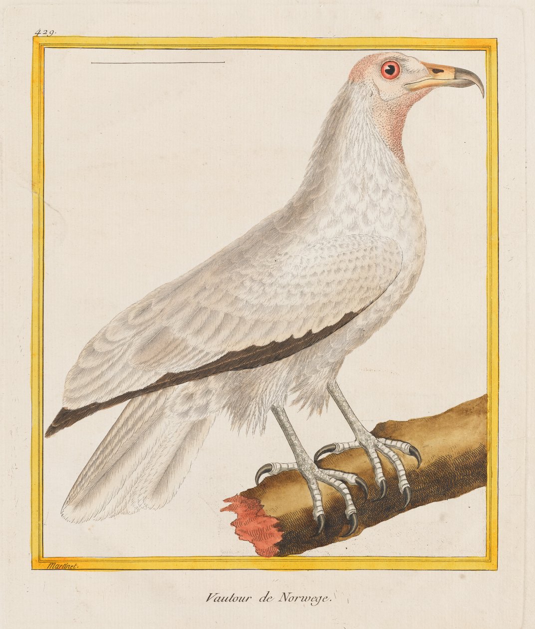 ノルウェーのハゲワシ、
1787年（手彩色エッチング） 作： フランソワ・ニコラ・マルティネ