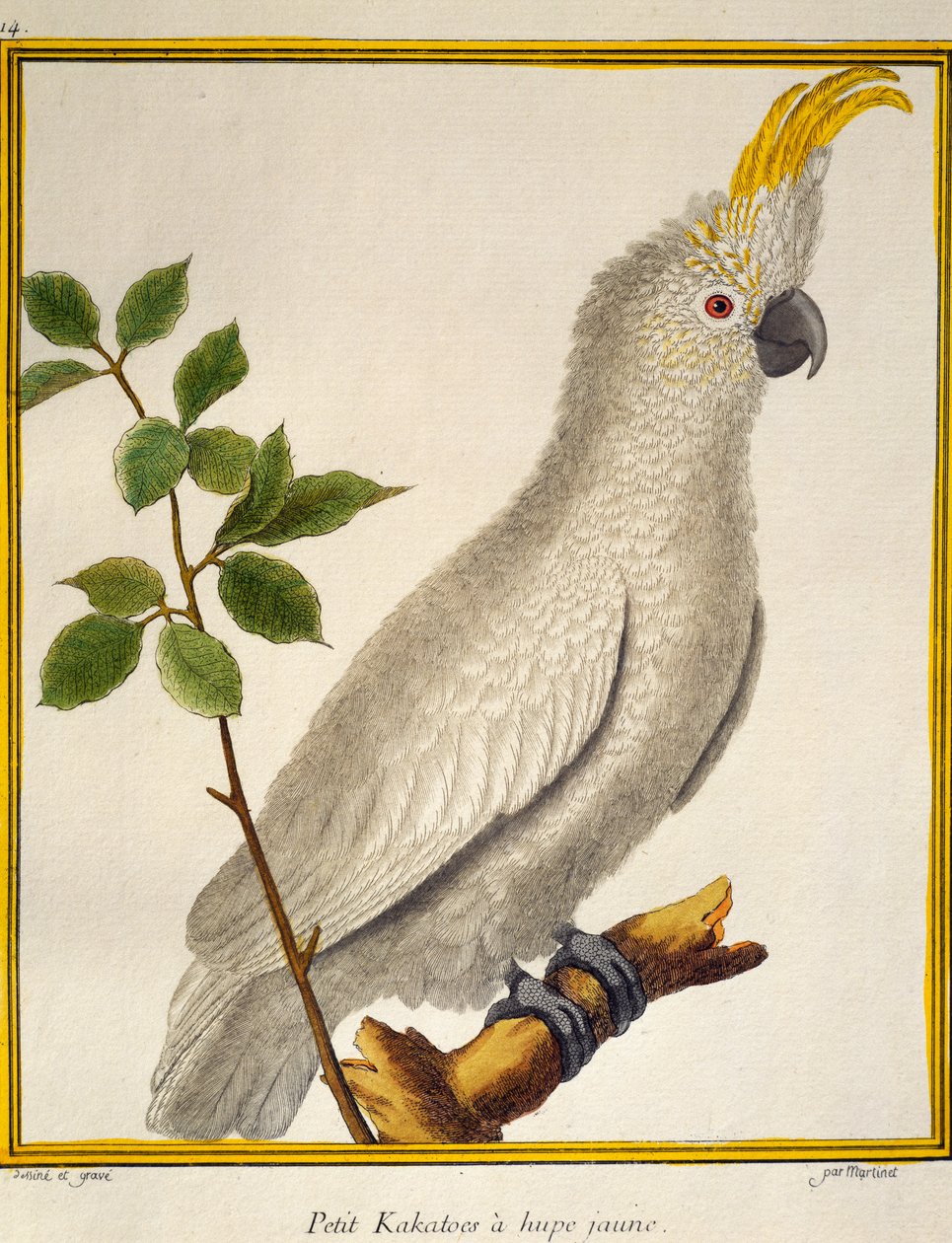 イエロー・クレスティド・コカトゥー（Cacatua sulphurea）、Histoire naturelle des oiseauxより 作： フランソワ・ニコラ・マルティネ