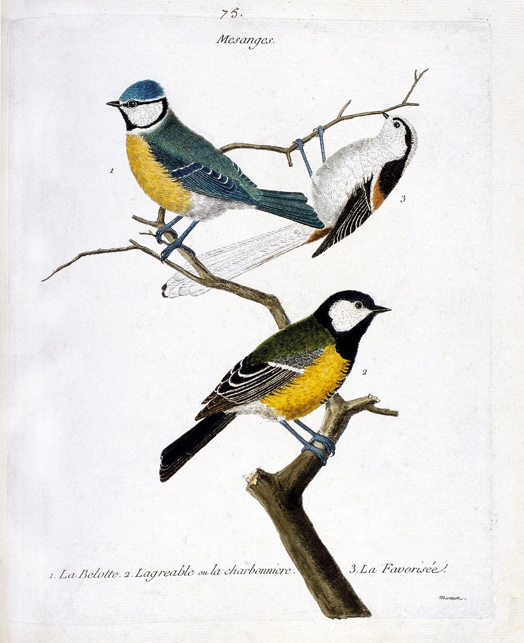 Zoologische Tafel (Ornithologie): Meisen. 1: die Blaumeise (Blaumeise oder Cyanistes caeruleus), 2. die Kohlmeise (Kohlmeise oder Parus major. 3. Die Schwanzmeise (Schwanzmeise oder Aegithalos caudatus) auf einem Ast. Illustration in „Die Geschichte der Vö von Francois Nicolas Martinet