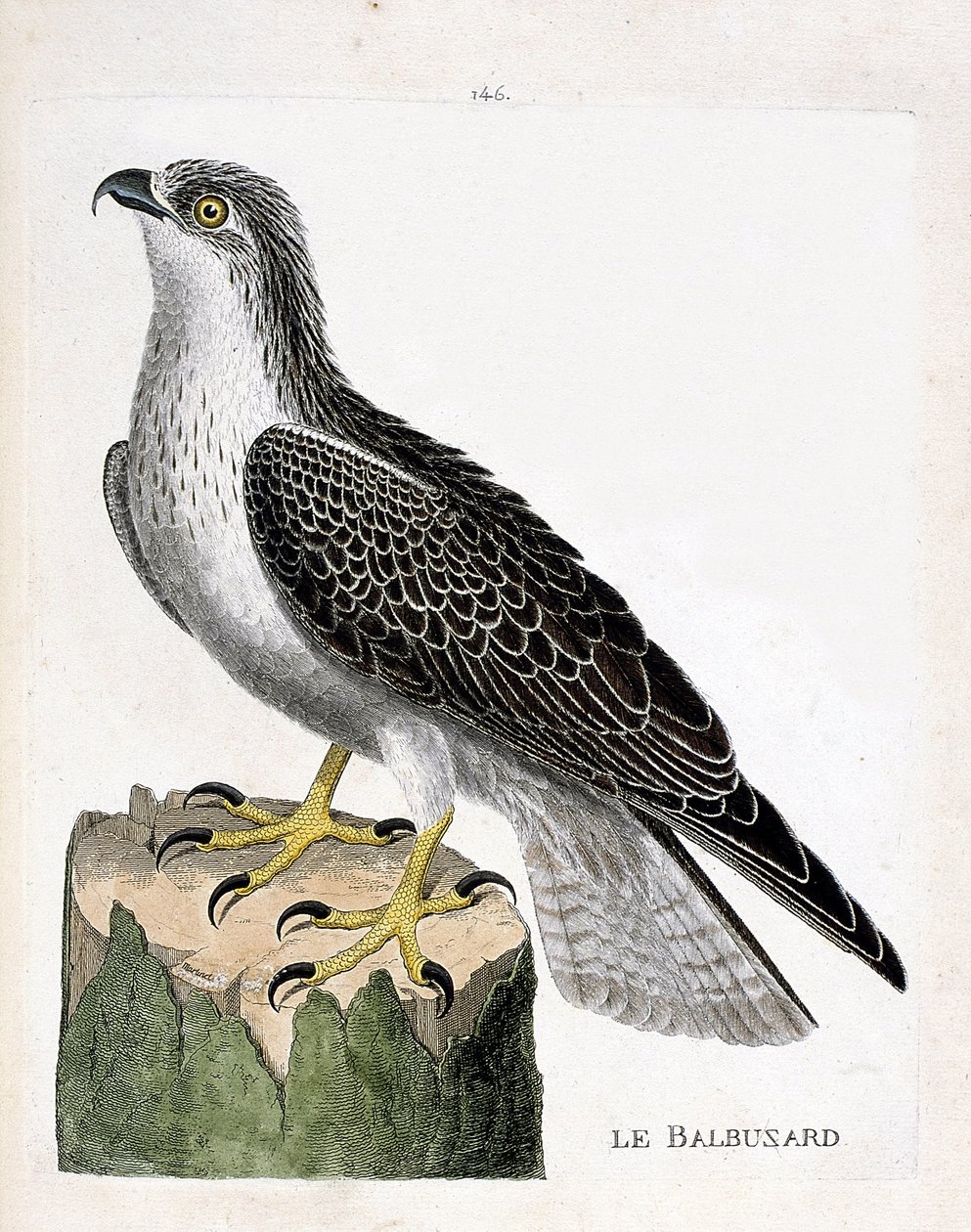 動物学委員会（鳥類学）：ミサゴ（Osprey or pandion haliaetus）のこと。フランソワ・ニコラ・マルティネ（1731-1800）の「外観と感覚で描かれた鳥類の歴史」の挿絵。個人蔵。 作： フランソワ・ニコラ・マルティネ