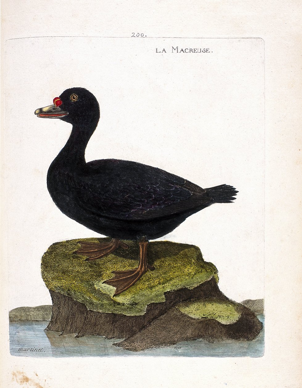 動物学委員会（鳥類学）：スコーター（黒いスコーター、melanitta nigra）のこと。フランソワ・ニコラ・マルティネ（1731-1800）の「外観と感覚的な面で描かれた鳥類の歴史」の挿絵。個人蔵。 作： フランソワ・ニコラ・マルティネ