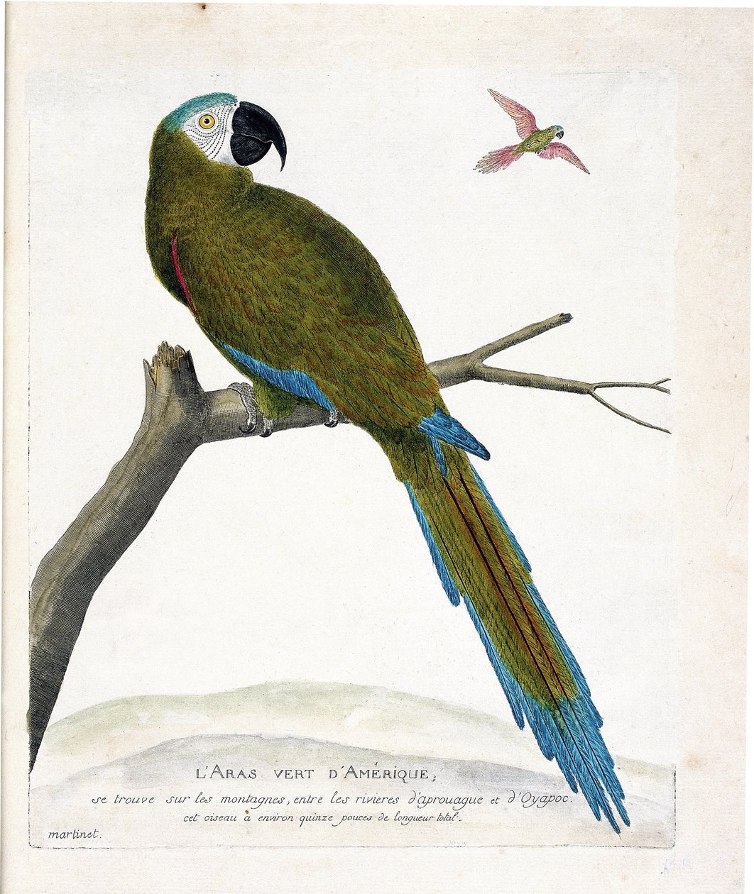 動物学的チャート（鳥類学）。枝にとまったアメリカアオジ（Ara vert or ara severa）。フランソワ・ニコラ・マルティネ（1731-1800）の『外観と感覚で描かれた鳥類の歴史』の挿絵。個人蔵。 作： フランソワ・ニコラ・マルティネ
