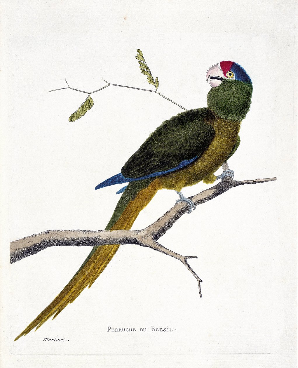 動物学的チャート（鳥類学）。枝にとまったブラジリアンパラキート（赤毛のコニュア、aratinga canicularis）。フランソワ・ニコラ・マルティネ(1731-1800)の『外観と感覚で描かれた鳥類の歴史』の挿絵。個人蔵 作： フランソワ・ニコラ・マルティネ