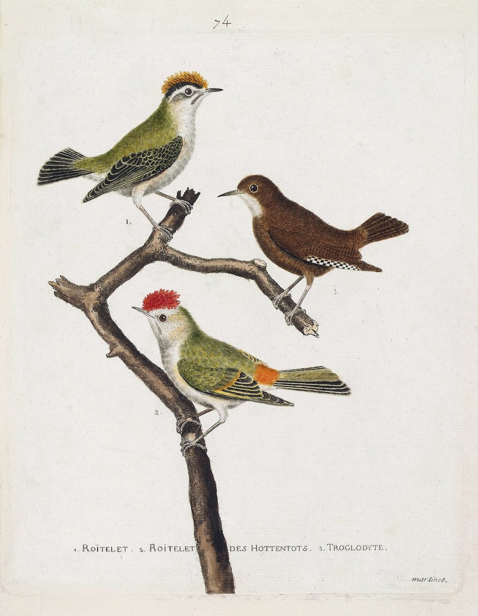 動物学的チャート（鳥類学）。上から順に、枝に乗ったロイトレット（三重の包帯、regulus ignicapilla）、トロトロ（かわいいトロトロ、troglodyte）、ホッテントットのロイトレット（ルビーの冠）。Theiで描かれた鳥類の歴史」のイラスト 作： フランソワ・ニコラ・マルティネ