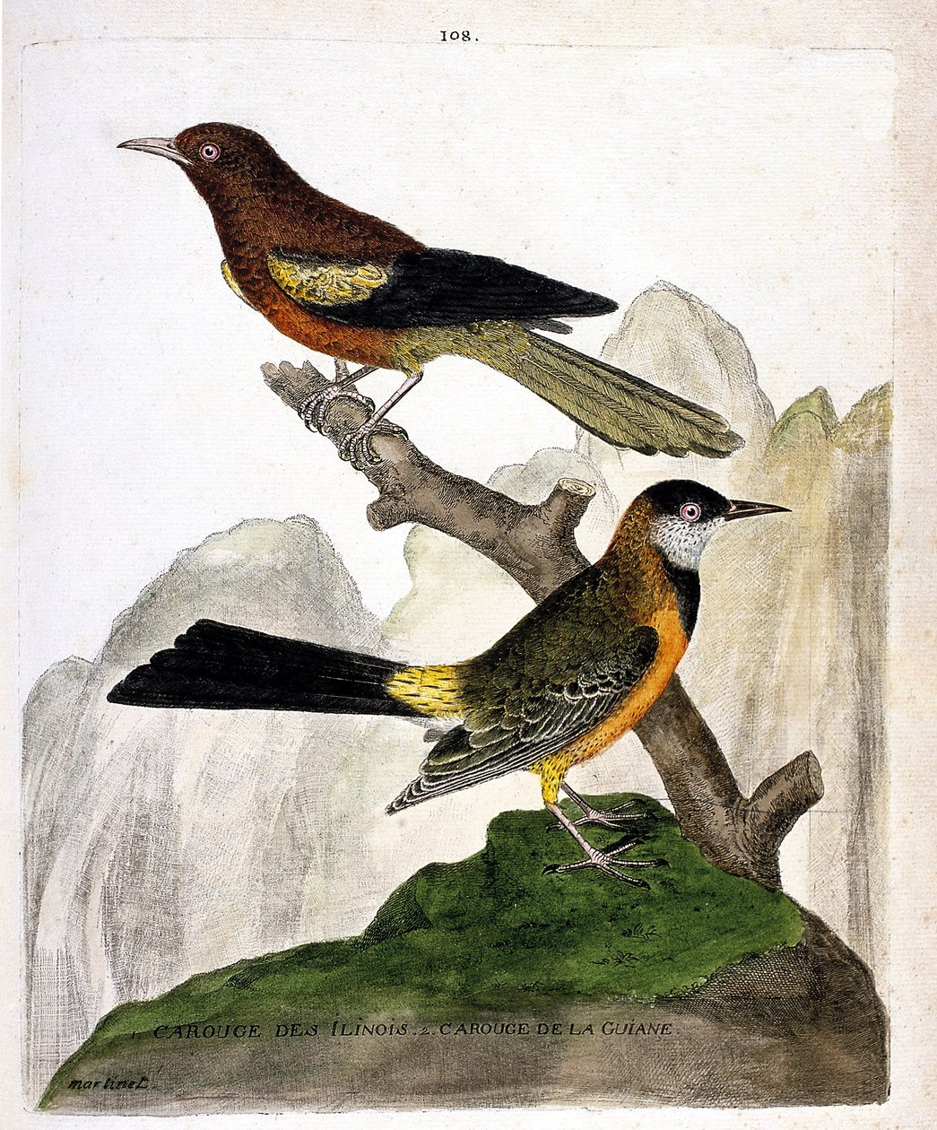 動物園図（鳥類学）。枝にとまったイリノイクロウタドリ（Baltimore oriole or icterius bonana）とギアナクロウタドリ（Martinique oriole or icterius bonana）。鳥の歴史、その外観と感覚的な側面で描かれた」のイラスト。 作： フランソワ・ニコラ・マルティネ