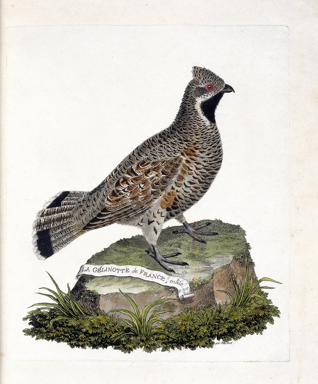 動物学的チャート（鳥類学）。La gelinotte de France male (gelinotte des bois or bonasia bonasia)。フランソワ・ニコラ・マルティネ(1731-1800)の『外観と感覚で描かれた鳥類の歴史』の挿絵。個人蔵。 作： フランソワ・ニコラ・マルティネ