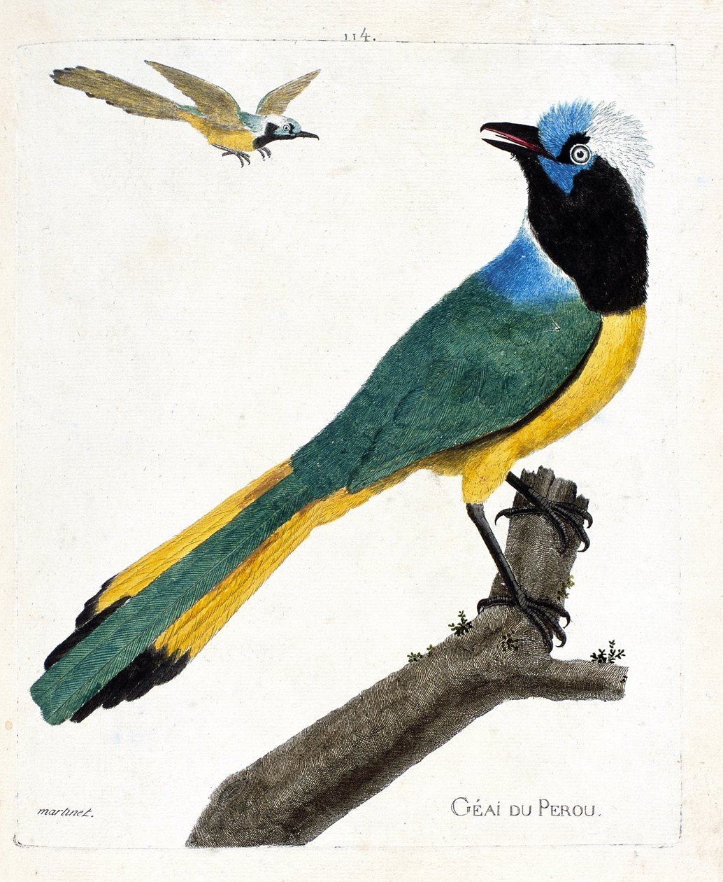 動物学的チャート（鳥類学）。枝にとまったペルー・ジェイ（ミドリカケス、cyanocorax yncas）。フランソワ・ニコラ・マルティネ（1731-1800）による「外観と感覚で描かれた鳥類の歴史」の図版。個人蔵。 作： フランソワ・ニコラ・マルティネ