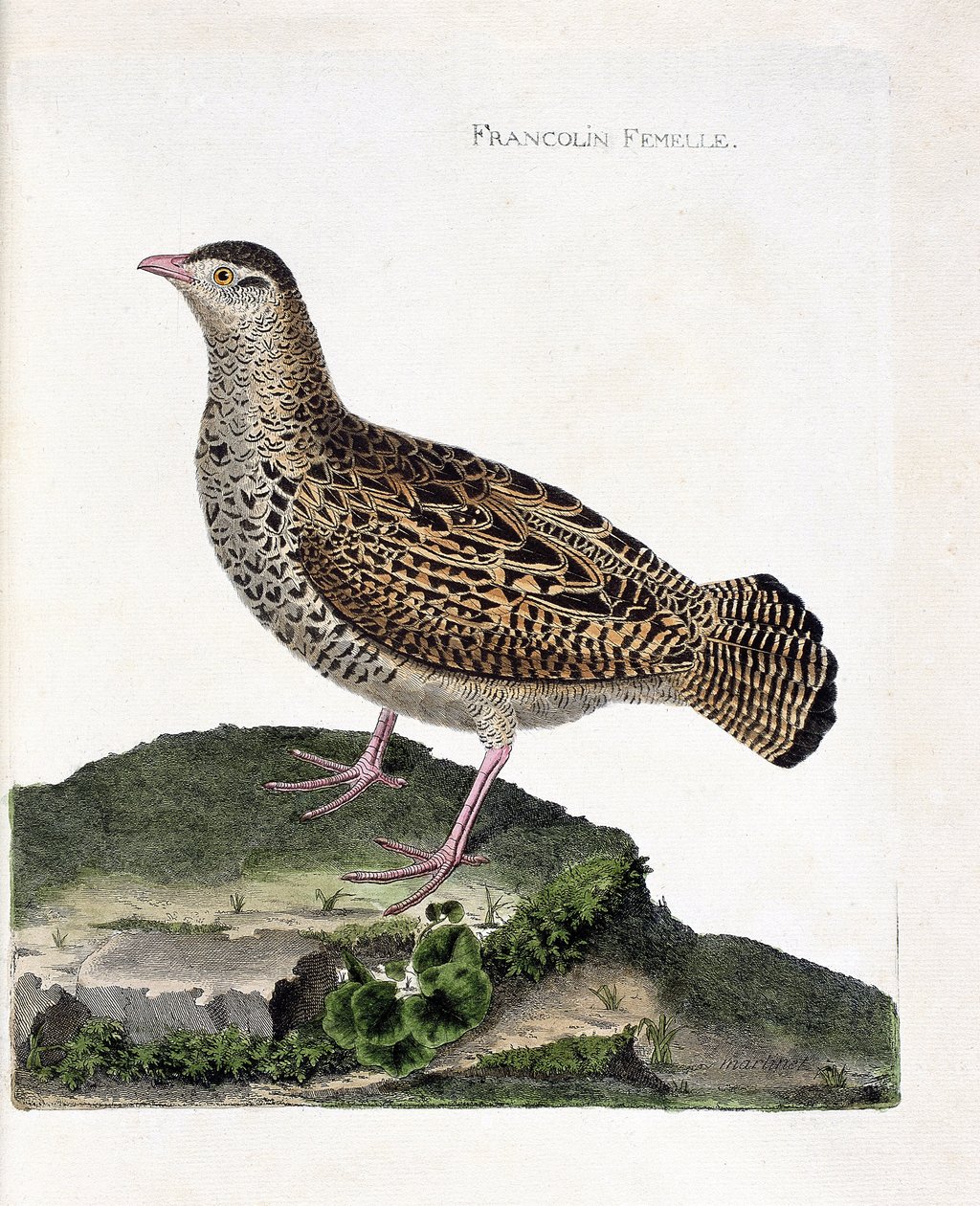 動物園図（鳥類学）。雌のフランコリン（francolin noirまたはfrancolinus francolinus）。フランソワ・ニコラ・マルティネ（1731-1800）の『外観と感覚で描かれた鳥類の歴史』の挿絵。個人蔵。 作： フランソワ・ニコラ・マルティネ