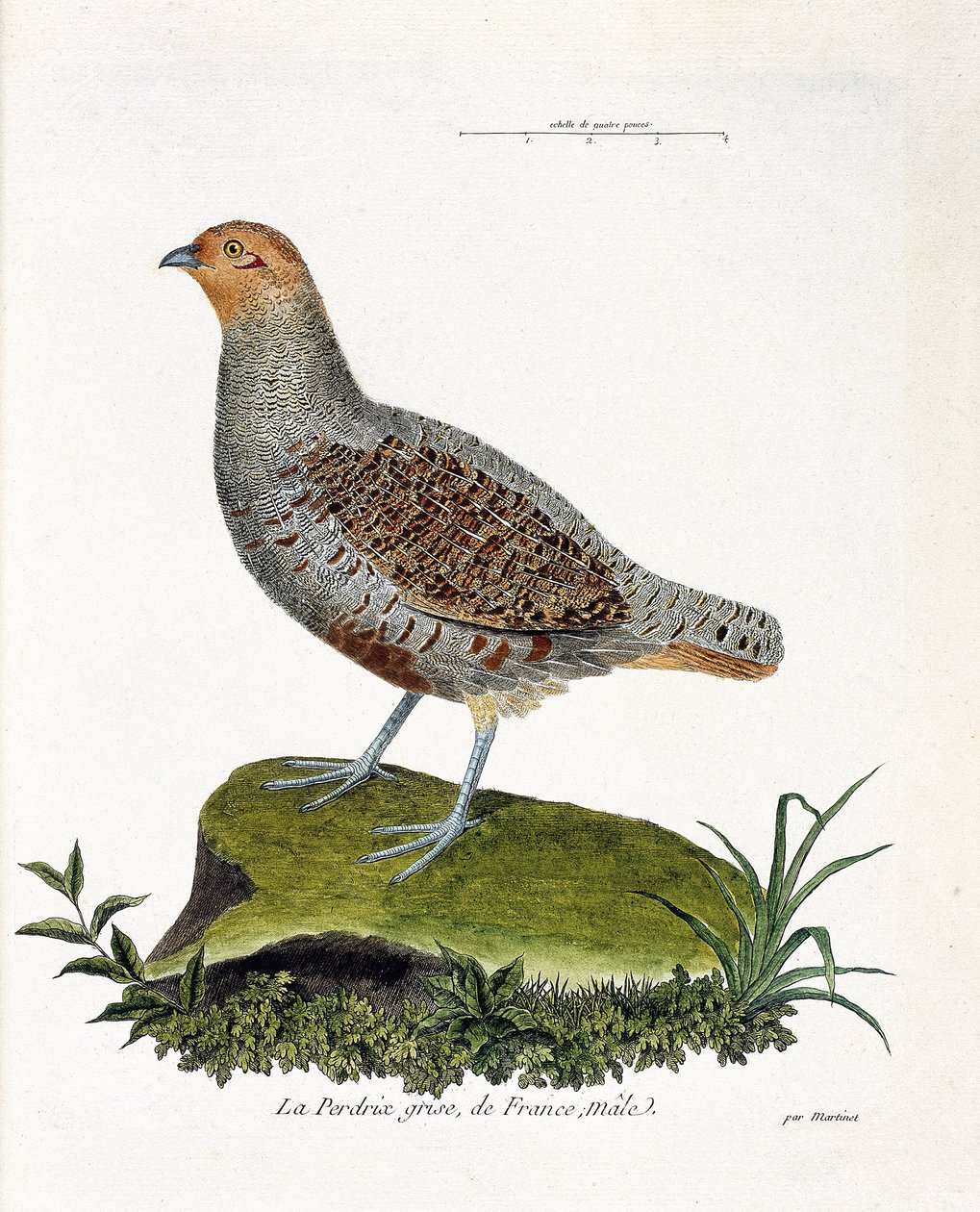 動物学的チャート（鳥類学）。フランスの灰色のウズラ、オス（灰色のウズラ、partridge）。フランソワ・ニコラ・マルティネ(1731-1800)の「外観と感覚的な面で描かれた鳥類の歴史」の挿絵。個人蔵。 作： フランソワ・ニコラ・マルティネ