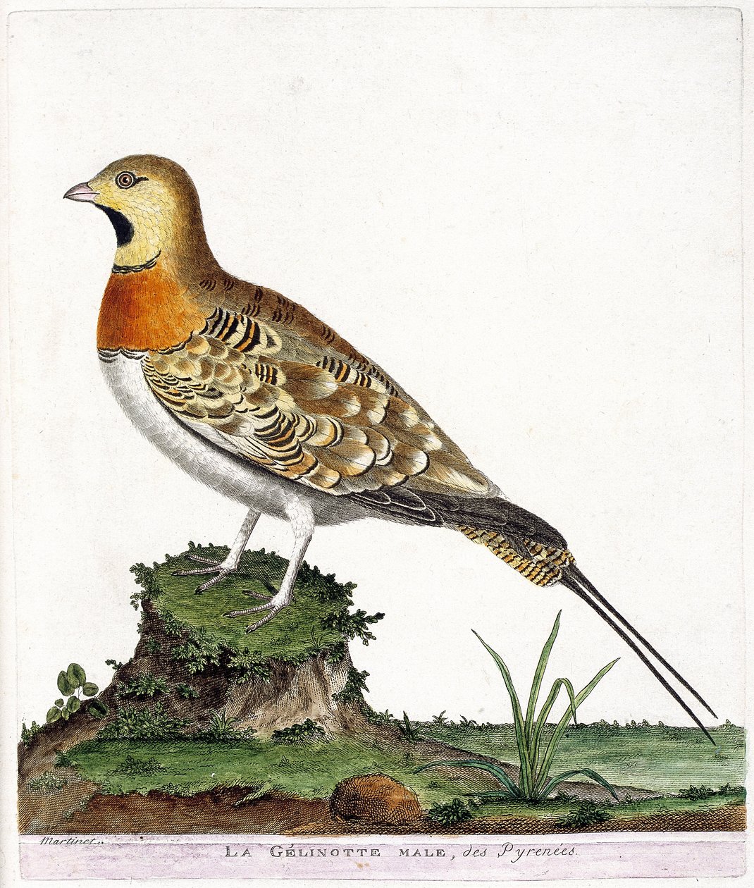 動物学的チャート（鳥類学）。ピレネー山脈の雄ゼリノット（Ganga cata or pterocles alchata）。フランソワ・ニコラ・マルティネ（1731-1800）の『外観と感覚で描かれた鳥類の歴史』の挿絵。個人蔵。 作： フランソワ・ニコラ・マルティネ