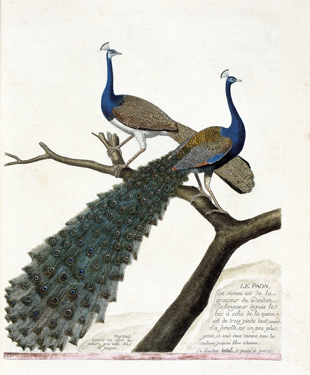動物学的チャート（鳥類学）。クジャク（青孔雀）。フランソワ・ニコラ・マルティネ（1731-1800）の「外観と感覚で描かれた鳥類の歴史」の図版。個人蔵。 作： フランソワ・ニコラ・マルティネ