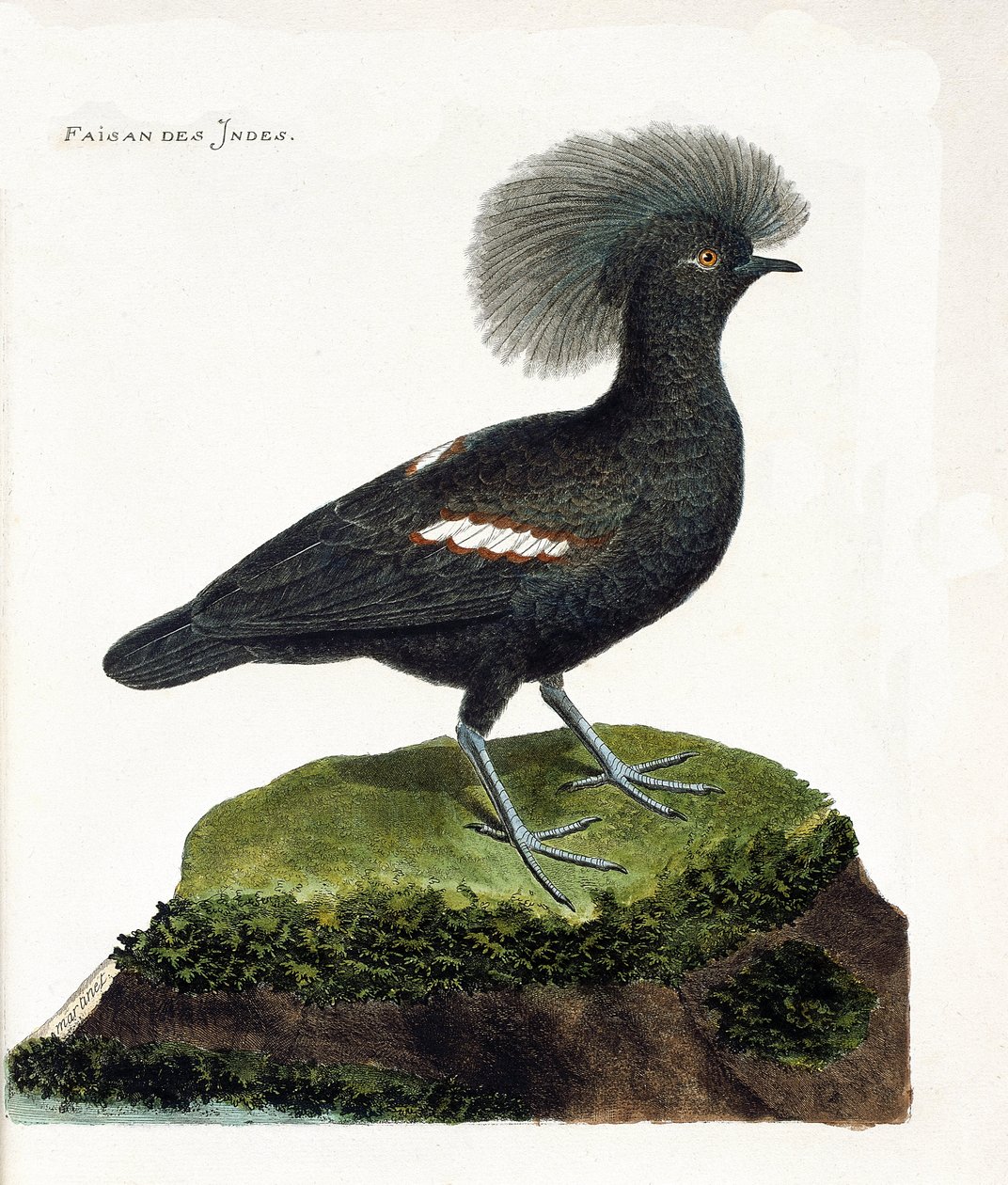 動物学的チャート（鳥類学）。インドのキジ（goura crown or goura cristata）。フランソワ・ニコラ・マルティネ（1731-1800）の「外観と感覚で描かれた鳥類の歴史」の図版。個人蔵。 作： フランソワ・ニコラ・マルティネ