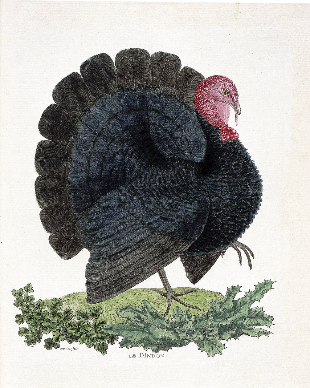 動物学的チャート（鳥類学）。ターキー（家禽、Melaeagris gallopavo）。フランソワ・ニコラ・マルティネ(1731-1800)の「外観と感覚で描かれた鳥類の歴史」の図版(エングレーヴィング) 作： フランソワ・ニコラ・マルティネ