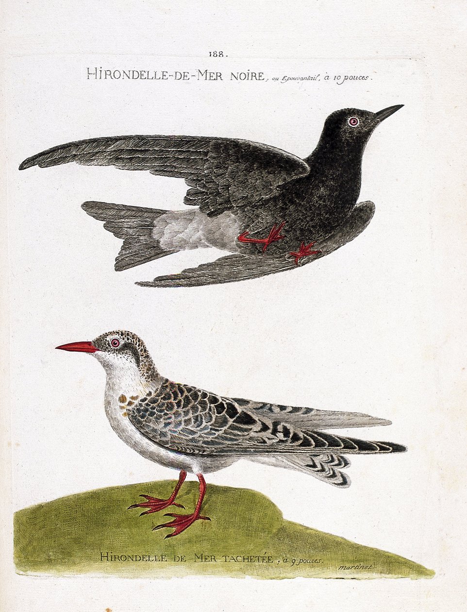 動物図鑑（鳥類学）：飛行中のクロウミツバメ（sea swallow or black dwarf or chlidonias niger）と斑点のあるウミツバメ（moustac guifette or chlidonias hybrida）。鳥類の姿と感覚で描かれた鳥類の歴史」のイラスト 作： フランソワ・ニコラ・マルティネ