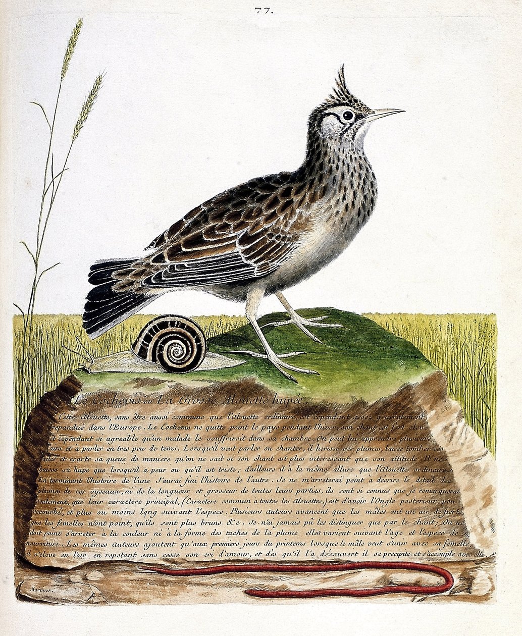 動物図鑑（鳥類学）：cochevis（cochevis huppe or Galerida cristata）。フランソワ・ニコラ・マルティネ（1731-1800）の「外観と感覚的な面で描かれた鳥類の歴史」の図版。個人蔵。 作： フランソワ・ニコラ・マルティネ