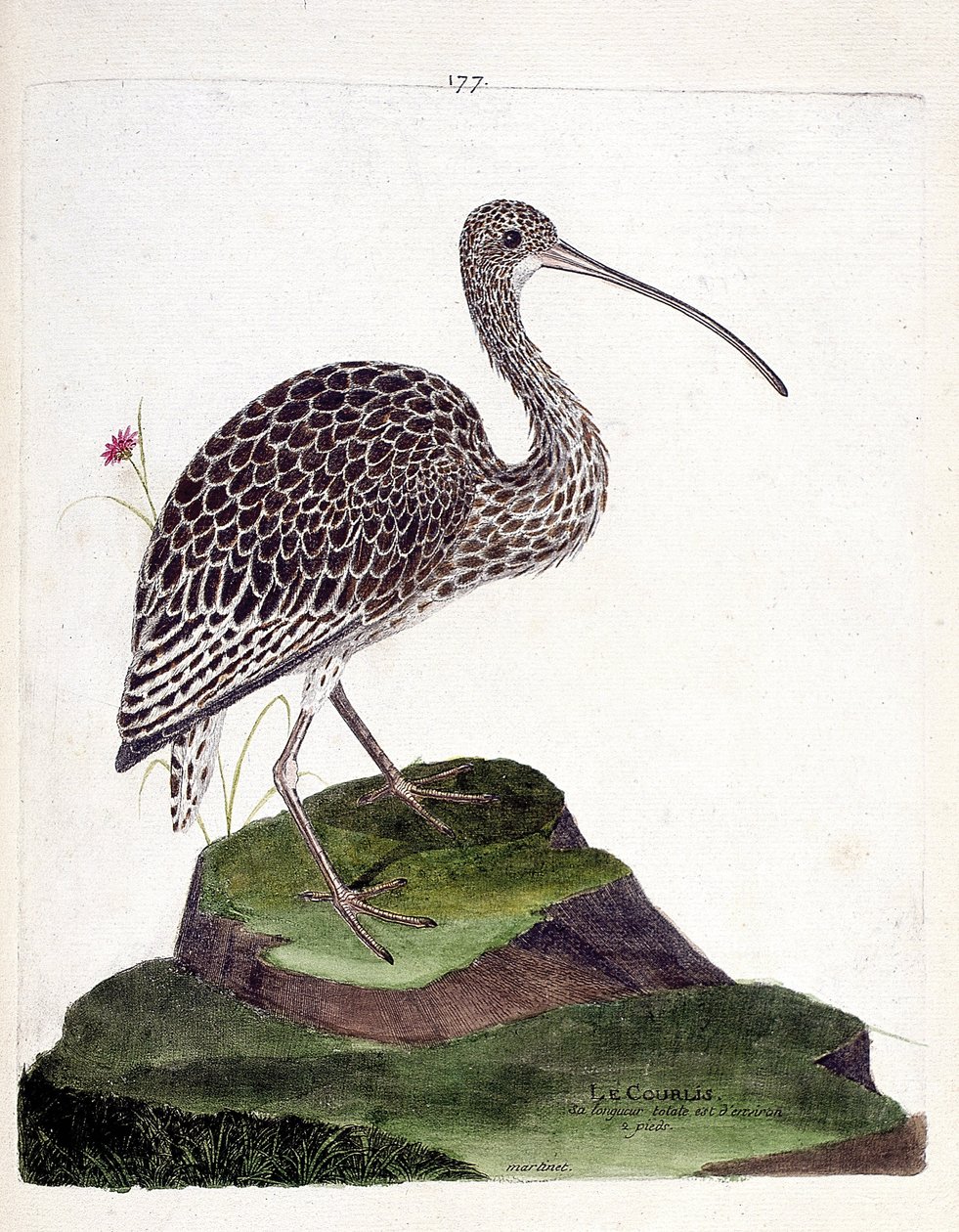 動物図鑑（鳥類学）： curlew (curlew ash or numenius arquata).フランソワ・ニコラ・マルティネ（1731-1800）の「外観と感覚的な面で描かれた鳥類の歴史」の挿絵。個人蔵。 作： フランソワ・ニコラ・マルティネ