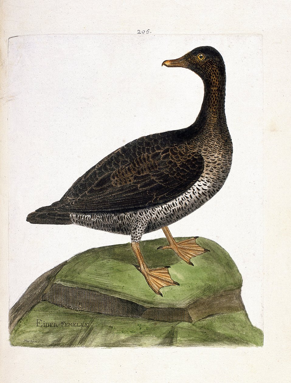動物図鑑（鳥類学）：雌のアイダー（eider a down or somateria mollissima）。フランソワ・ニコラ・マルティネ（1731-1800）の『外観と感覚で描かれた鳥類の歴史』の挿絵。個人蔵。 作： フランソワ・ニコラ・マルティネ