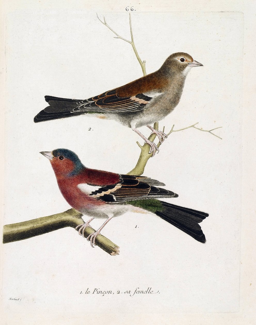 動物学的チャート（鳥類学）：下から上へ。枝にとまったピンチとそのメス（ツリーピンソンまたはフリンジラ・コエレブス）。フランソワ・ニコラ・マルティネ(1731-180)の「外観と感覚的な面で描かれた鳥類の歴史」の図版 作： フランソワ・ニコラ・マルティネ