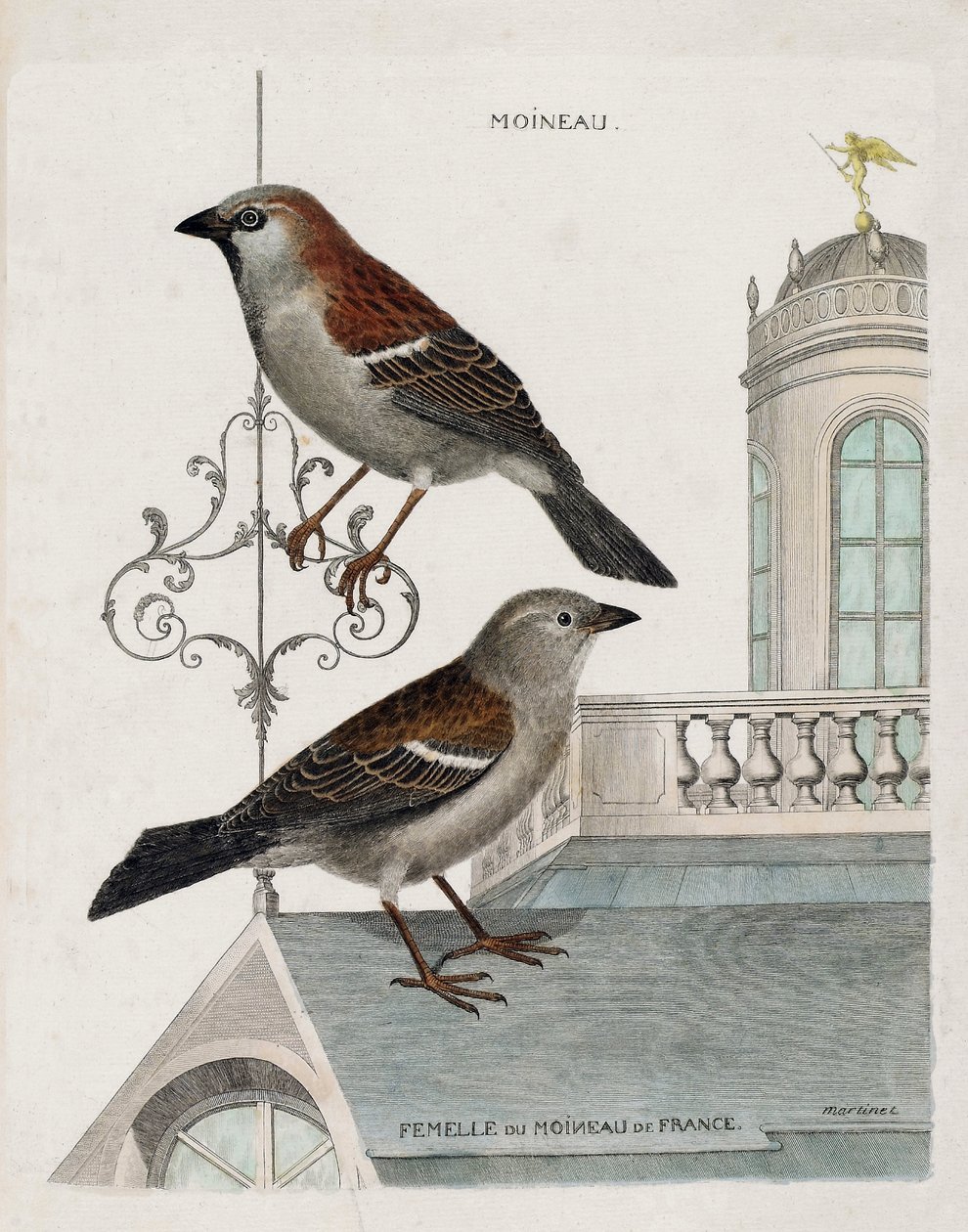 動物図鑑（鳥類学）：上から下へ。フランスのスズメ（domestic sparrow or pass domesticus）のスズメとメス。フランソワ・ニコラ・マルティネ著『外観と感性で描く鳥類の歴史』の挿絵 作： フランソワ・ニコラ・マルティネ