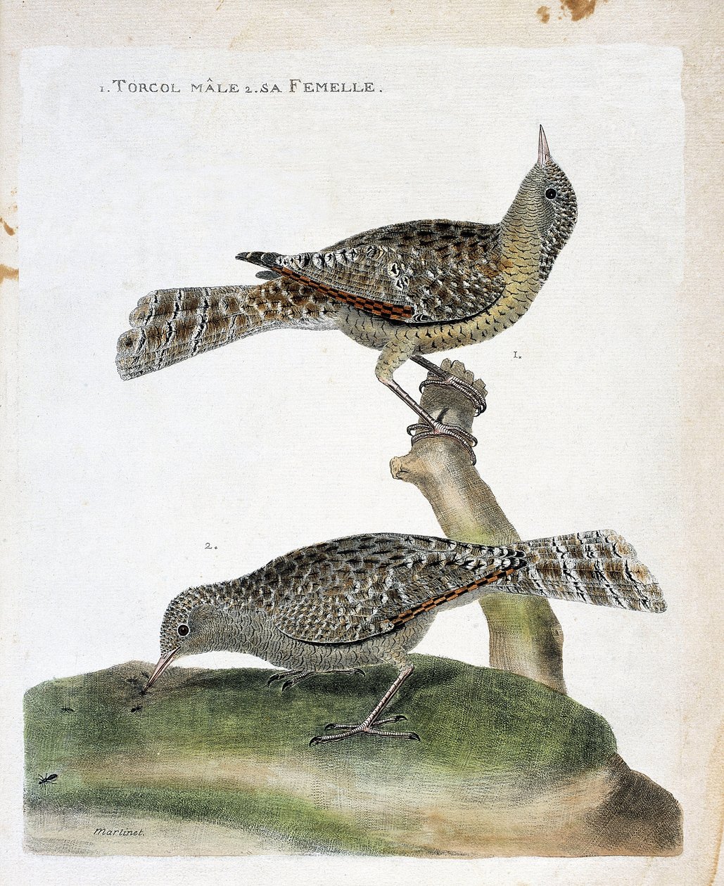 動物図鑑（鳥類学）：上から下へ。オスのトルコルとそのメス（Torcol Fourmilier or Jynx torquilla）。フランソワ・ニコラ・マルティネ(1731-1800)の「外観と感覚で描かれた鳥類の歴史」の図版。 作： フランソワ・ニコラ・マルティネ