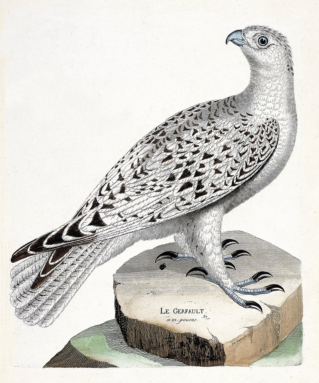 動物図鑑（鳥類学）：ゲルフォール（ゲルファートハヤブサまたはファルコ・ルスティコラス）。フランソワ・ニコラ・マルティネ（1731-1800）の「外観と感覚的な面で描かれた鳥類の歴史」の挿絵。個人蔵。 作： フランソワ・ニコラ・マルティネ