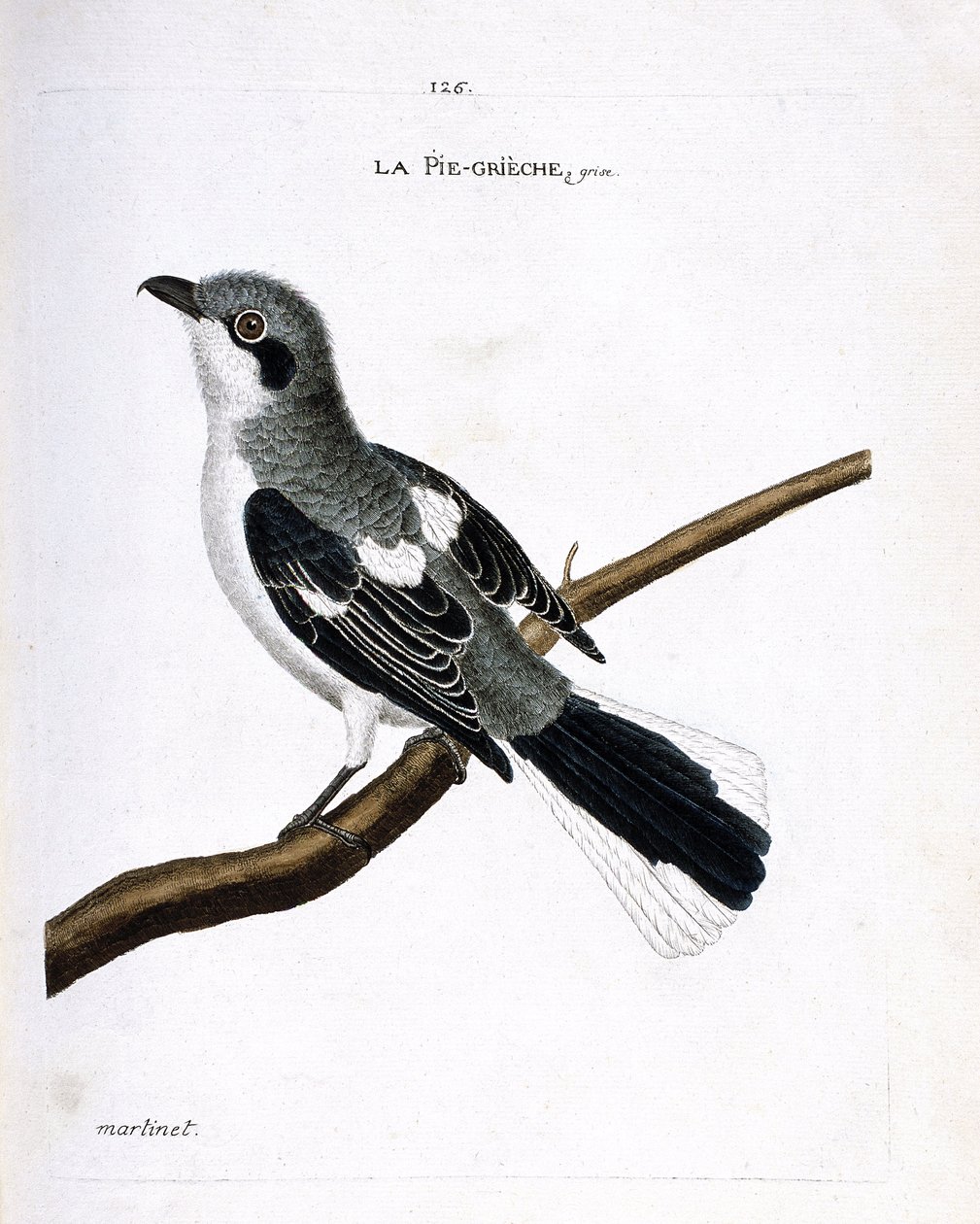 動物図鑑（鳥類学）：枝の上の灰色のグリエ（灰色のモズまたはlanius excubitor）。フランソワ・ニコラ・マルティネ（1731-1800）の『外観と感覚で描かれた鳥類の歴史』の挿絵。個人蔵。 作： フランソワ・ニコラ・マルティネ