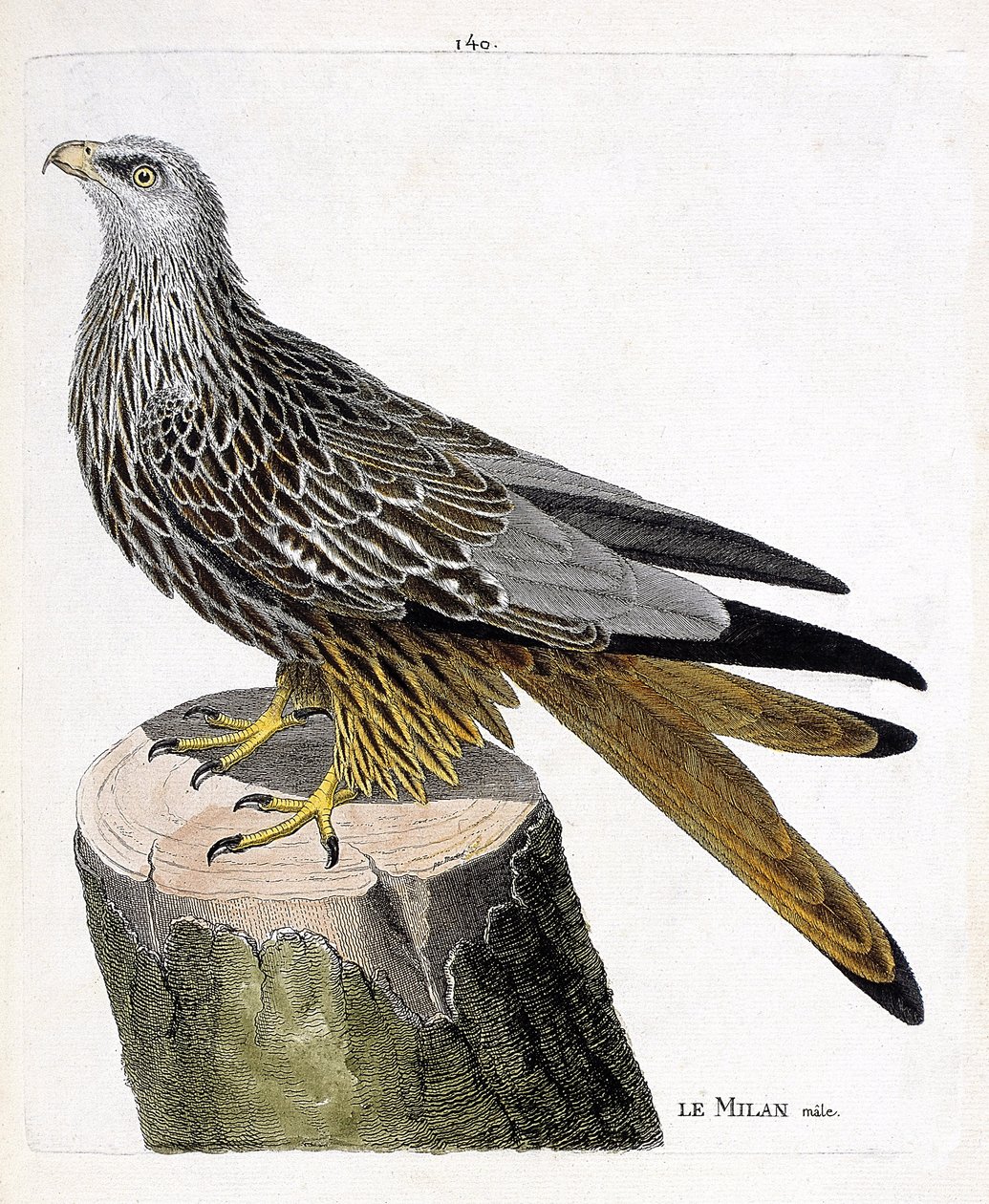 動物図鑑（鳥類学）：ミランのオス（王家の紋章またはmilvus milvus）。フランソワ・ニコラ・マルティネ（1731-1800）の「外観と感覚的な面で描かれた鳥類の歴史」の図版。個人蔵。 作： フランソワ・ニコラ・マルティネ