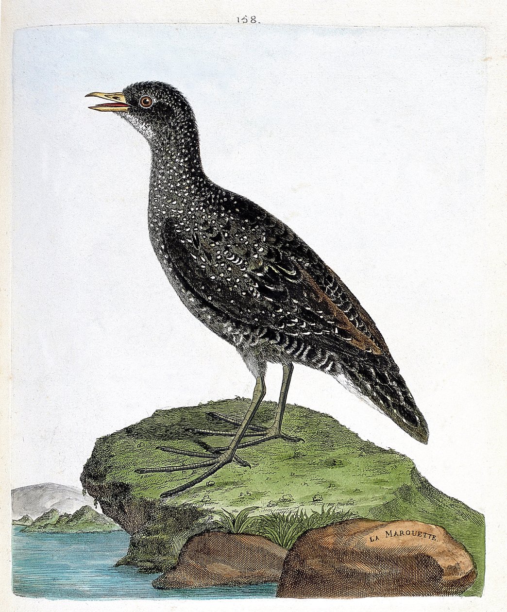 動物図鑑（鳥類学）：マルエツ（斑点マルエツまたはポルザナ・ポルザナ）。フランソワ・ニコラ・マルティネ（1731-1800）の「外観と感覚的な面で描かれた鳥類の歴史」の挿絵。個人蔵。 作： フランソワ・ニコラ・マルティネ
