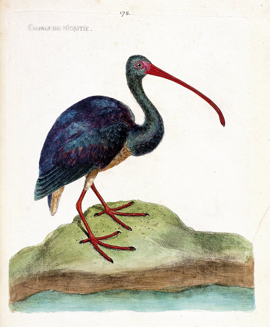 動物図鑑（鳥類学）：ニグチチドリ（ibis falcinelle or plegadis falcinellus）。フランソワ・ニコラ・マルティネ（1731-1800）の『外観と感覚で描かれた鳥類の歴史』の挿絵。個人蔵。 作： フランソワ・ニコラ・マルティネ