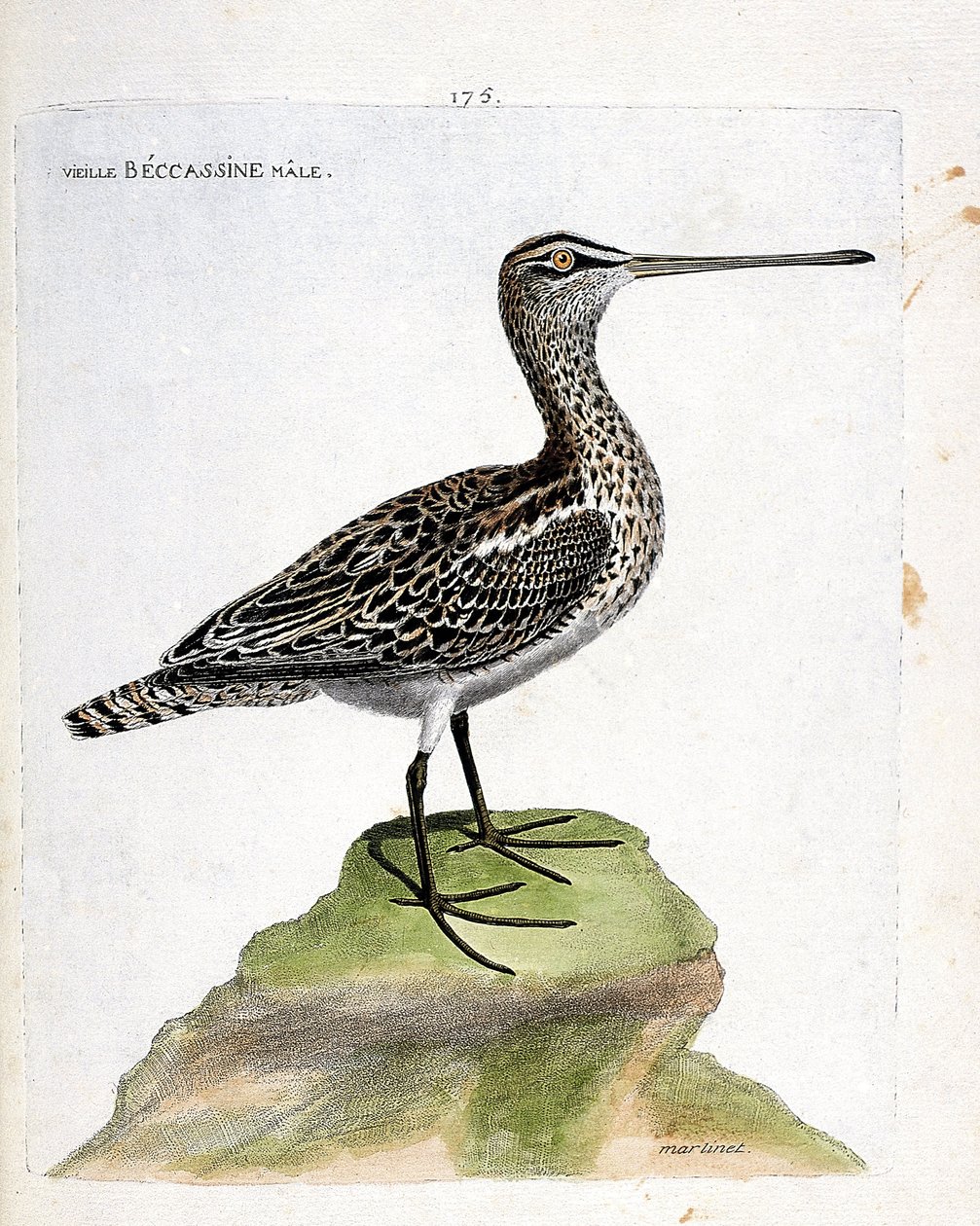 動物図鑑（鳥類学）：ベッカチン（marsh becassine or gallinago gallinago）の老雄。フランソワ・ニコラ・マルティネ（1731-1800）の「外観と感覚的な面で描かれた鳥類の歴史」の挿絵。個人蔵。 作： フランソワ・ニコラ・マルティネ