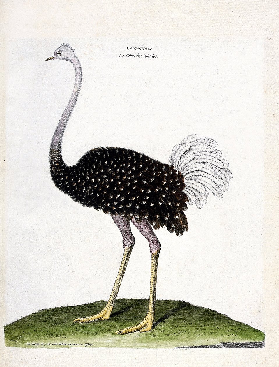 動物図鑑（鳥類学）：ダチョウ（struthio camelus）。フランソワ・ニコラ・マルティネ（1731-1800）の『外観と感覚で描かれた鳥類の歴史』の挿絵。個人蔵。 作： フランソワ・ニコラ・マルティネ