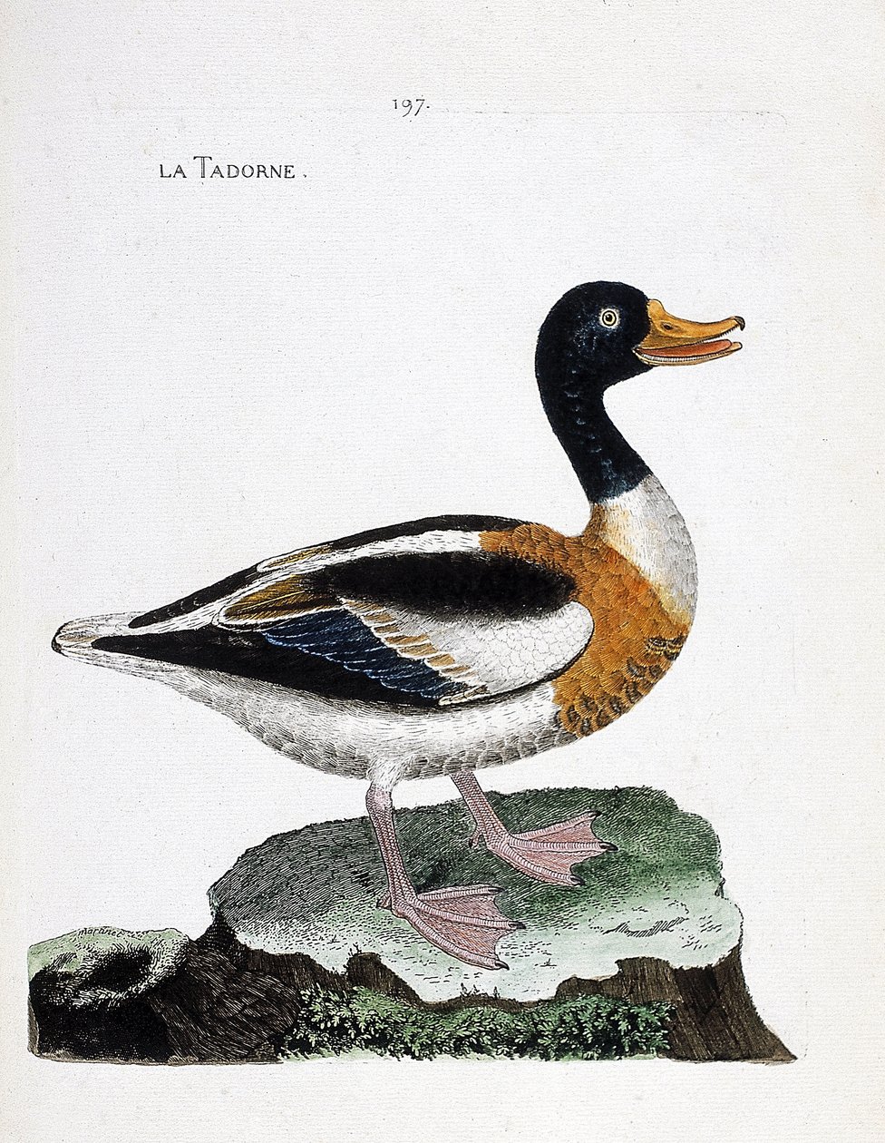 動物図鑑（鳥類学）：tadorne（tadorne de belonまたはtadorna tadorna）。フランソワ・ニコラ・マルティネ（1731-1800）の「外観と感覚的な面で描かれた鳥類の歴史」の挿絵。個人蔵。 作： フランソワ・ニコラ・マルティネ
