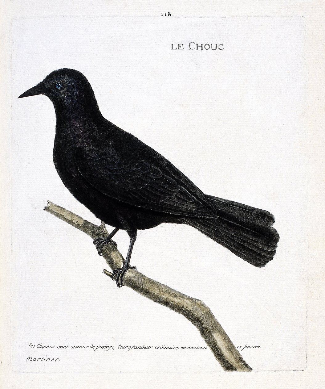 動物図鑑（鳥類学）：枝についたキャベツ（トウワタのキャベツ、corvus monedula）。フランソワ・ニコラ・マルティネ（1731-1800）の「外観と感覚的な面で描かれた鳥類の歴史」の挿絵。個人蔵。 作： フランソワ・ニコラ・マルティネ