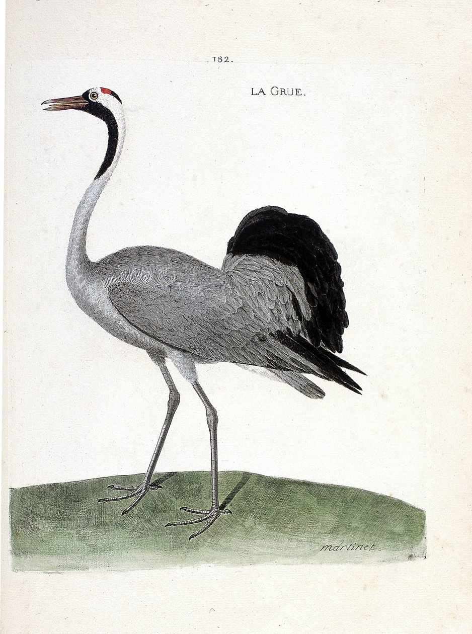 動物図鑑（鳥類学）：タンチョウ - フランソワ・ニコラ・マルティネ（1731-1800）の「見かけと感性で描かれた鳥類の歴史」の挿絵 - 個人蔵 作： フランソワ・ニコラ・マルティネ