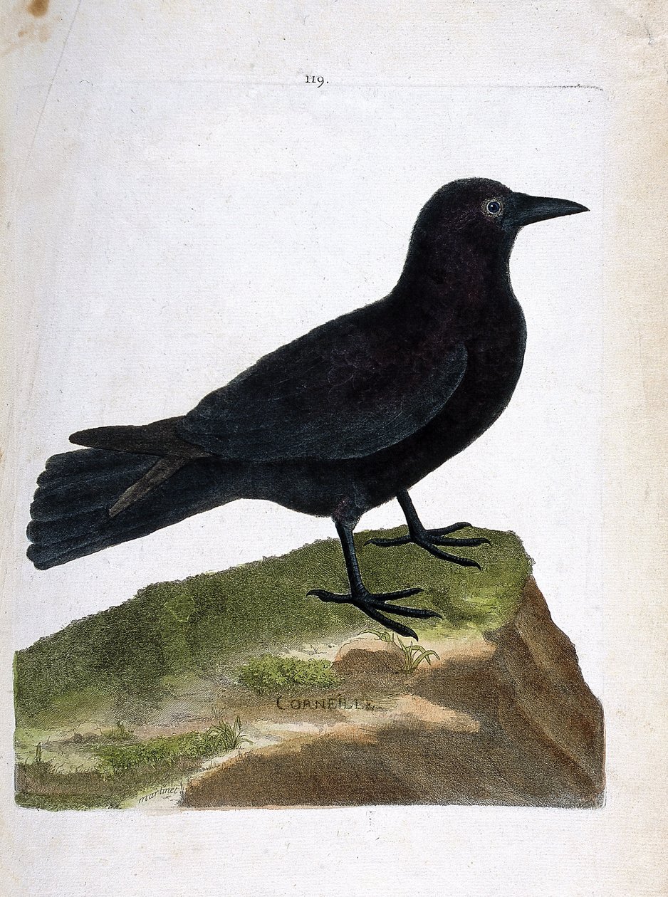 動物図鑑（鳥類学）：カラス（黒いカラス、corvus corone）。フランソワ・ニコラ・マルティネ（1731-1800）の「外観と感覚で描かれた鳥類の歴史」の挿絵。個人蔵。 作： フランソワ・ニコラ・マルティネ